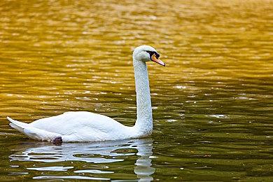 《WWE 2K22》喜迎开门红 英国首发销量是前作两倍