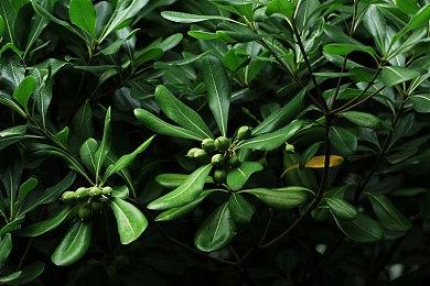 超过一半的《博德之门3》玩家与影心发生了浪漫关系