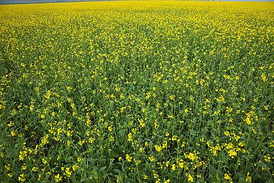 科隆：回合制策略新作《Moonbreaker》公布